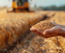 Жнива озимих: 4 базові критерії якості зерна